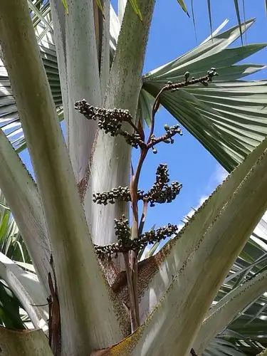 苗圃里的树不要让它结果,会耗费能量.这是霸王棕榈的果实.