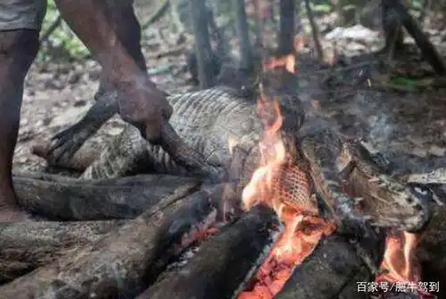原始人的生活,生吃肉真的会没脑子?