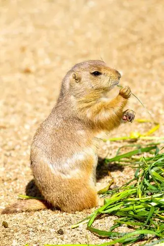 土拨鼠
