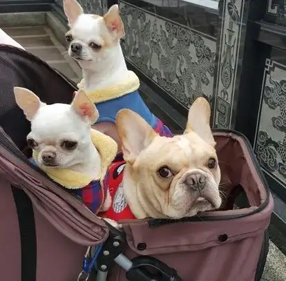 法斗和吉娃娃,你能分清吗