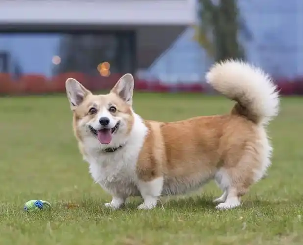 你见过有毛茸茸大尾巴的柯基吗