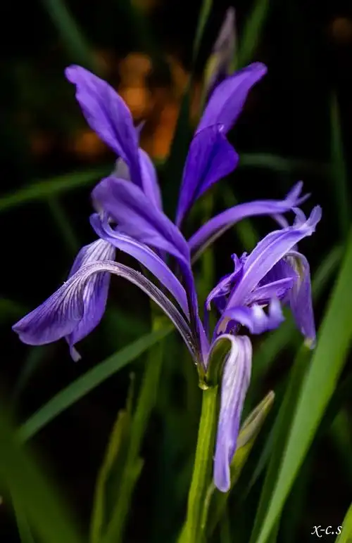 白花马蔺     别称  白蔺