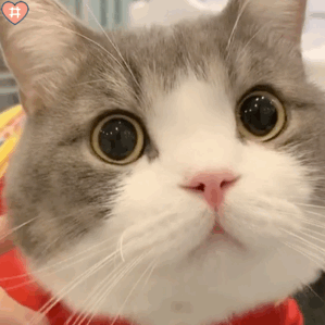 可爱猫咪表情包动图是会笑的小土豆鸭~太治愈了