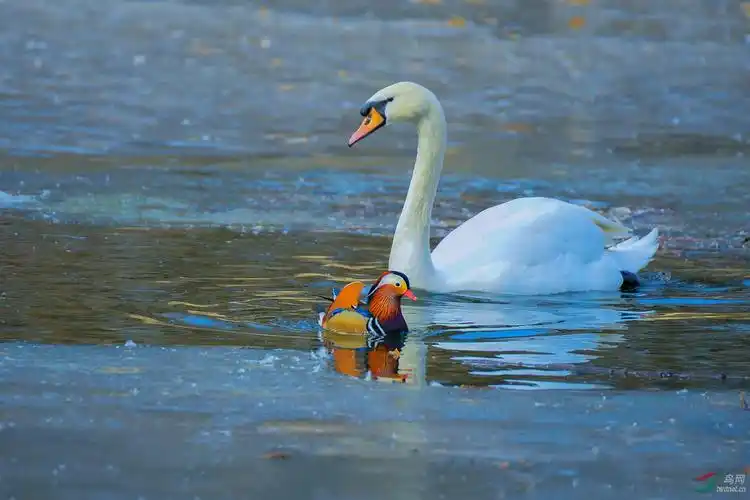 天鹅和鸳鸯