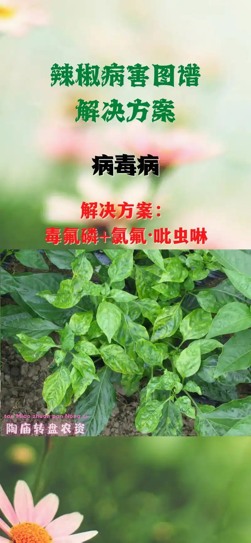 辣椒病害图谱和解决方案!#农业种植 #三农 #新农人2022 - 抖音
