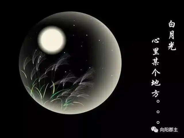 深夜邂逅白月光,原来是她?