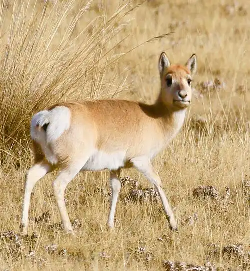 学习拍摄中华对角羚
