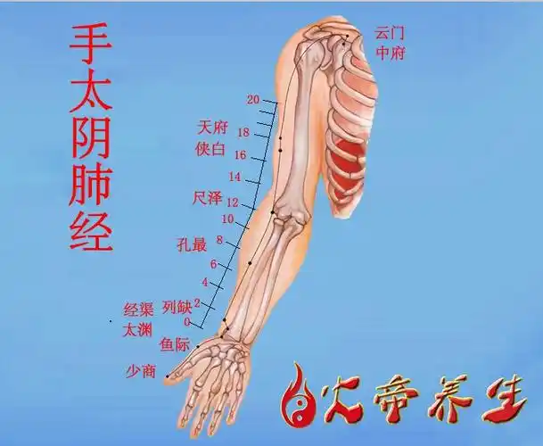 手太阴肺经主要是在凌晨3~5点钟发挥重要的作用.