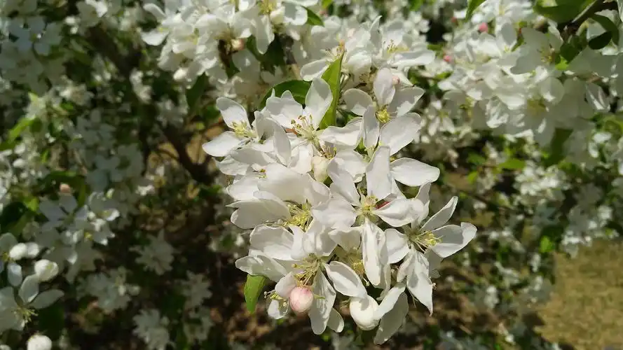 道格海棠花 - 简书