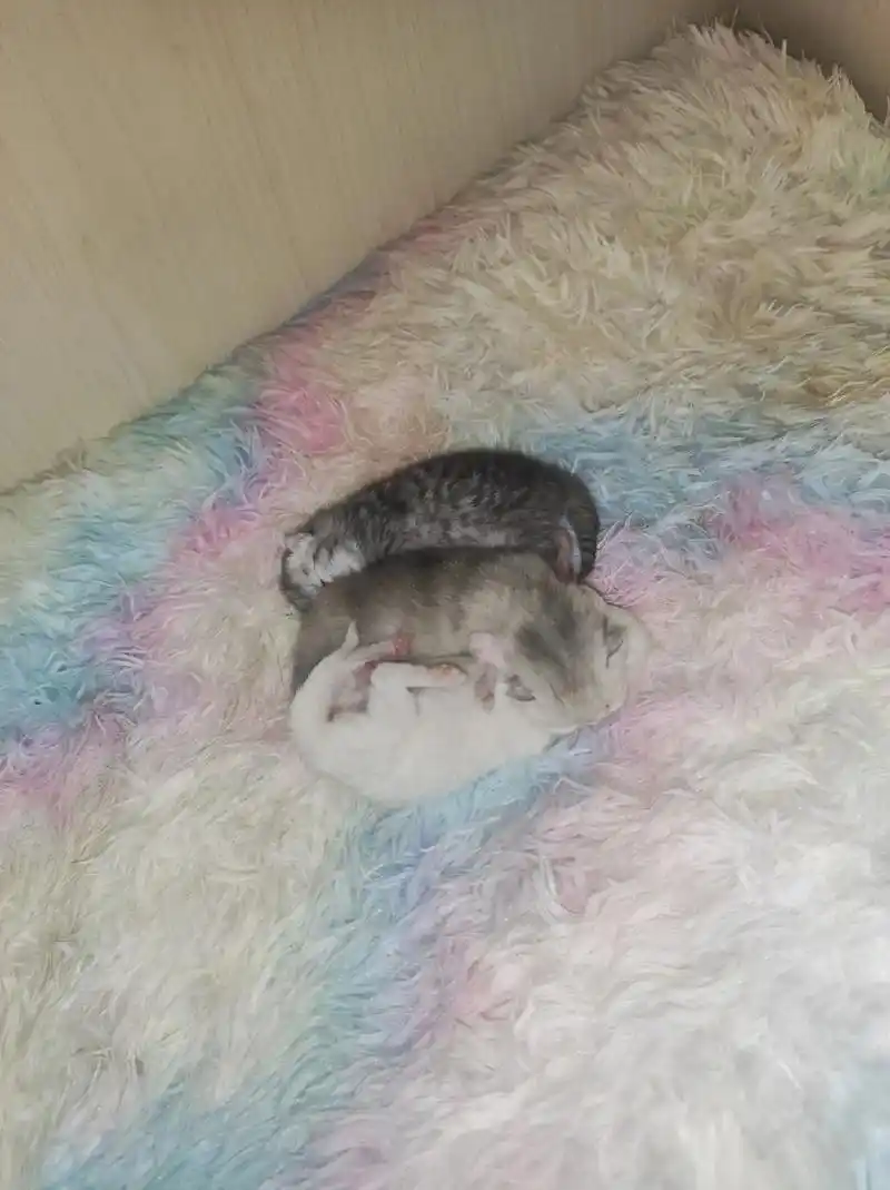 除夕在4月13号生了四只小奶猫. 第一次接生 - 抖音