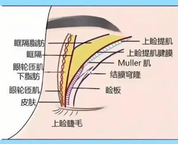 去皮去脂从字面的理解就是在全切双眼皮术中去掉眼部一部分皮肤和一