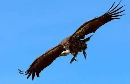 古老的"天葬"习俗中,扮演着重要角色,备受藏民尊崇,这种神鸟就是秃鹫