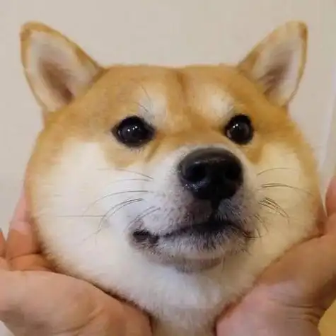 狗头保命头像自证清白一个头像就够了