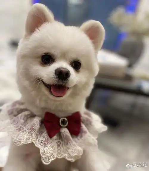 青岛市崂山区有偿寻找白色博美犬