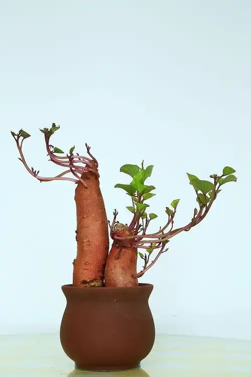 一抹青绿——水培红薯盆景