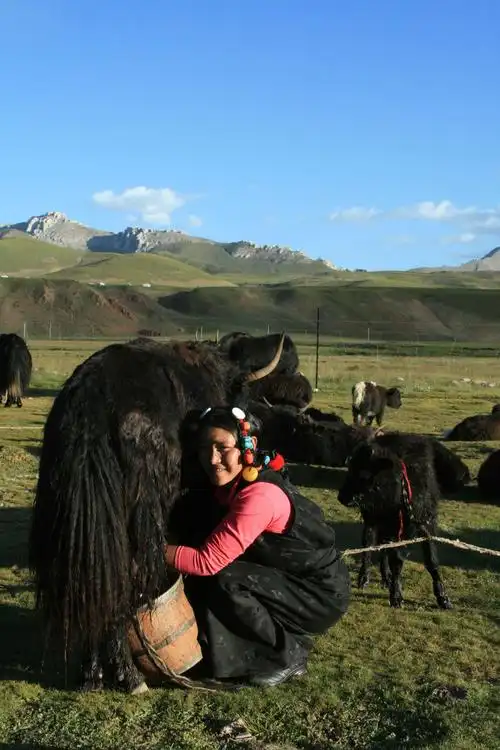 正在挤牛奶的"卓牧"