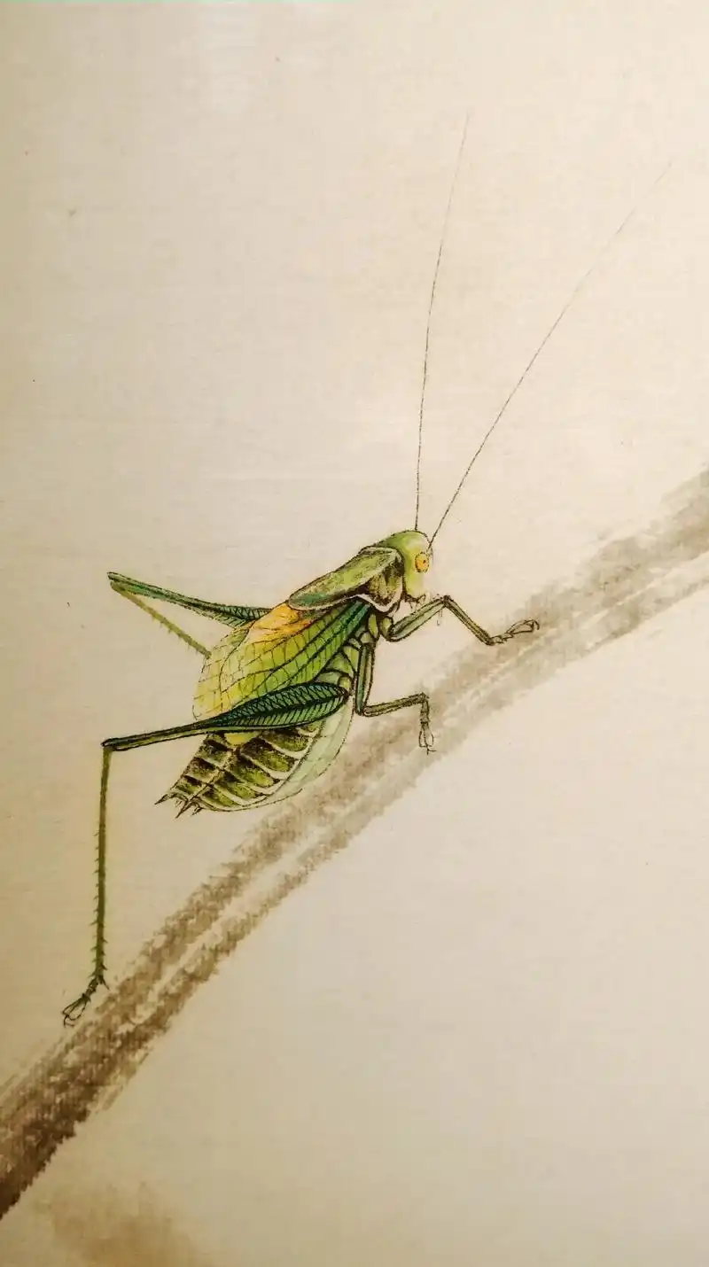 邵健老师《蝈蝈儿图》##传统文化 #工笔草虫 #中国画 #收 - 抖音