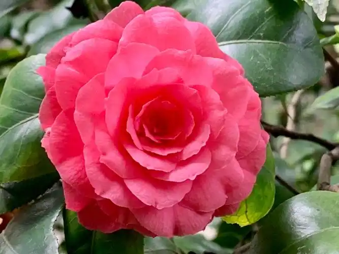 韶光中茶花盛开