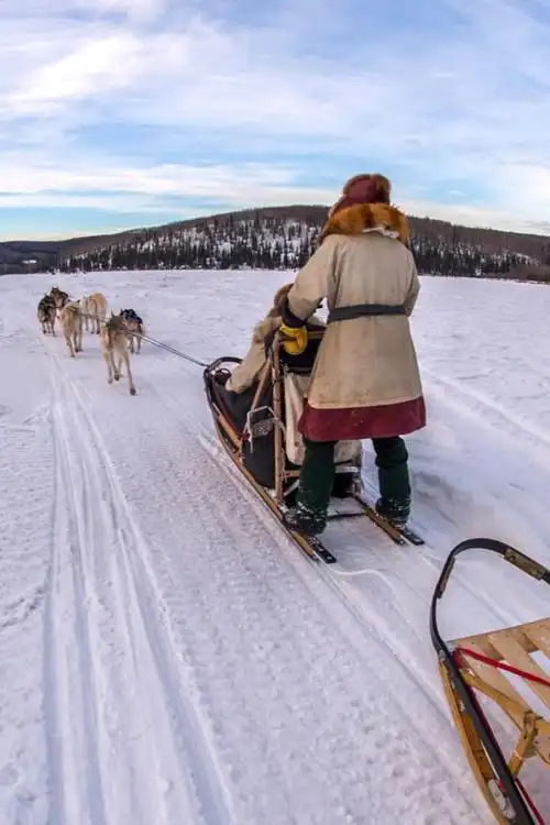 阿拉斯加荒野狗拉雪橇体验