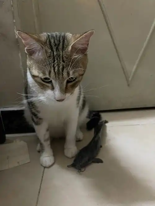 从厕所偷了两条鱼,把95尾巴都咬烂了,有时候在洗内衣裤还会伸手来捞