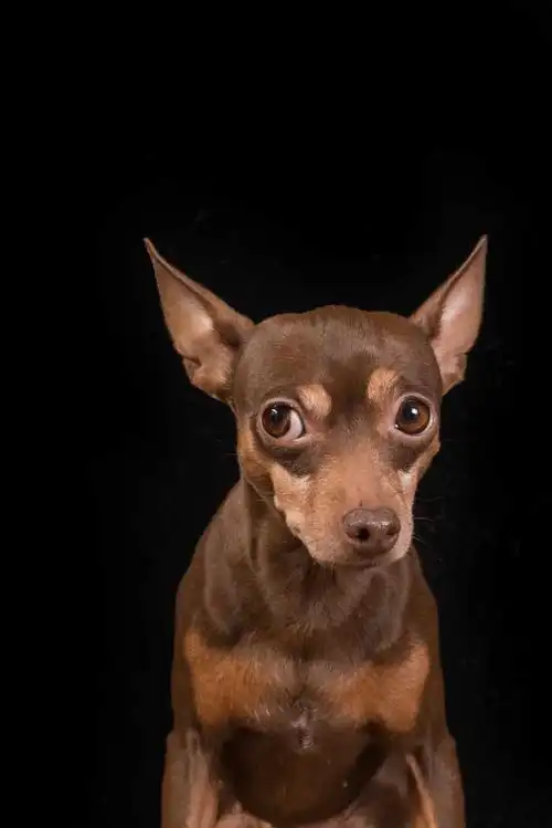 黑色背景下棕色的吐着舌头的德国牧羊犬