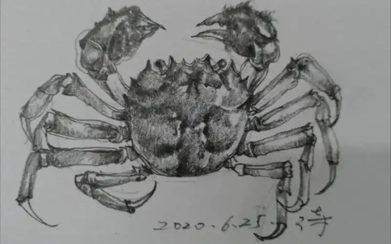 速写螃蟹_哔哩哔哩_bilibili