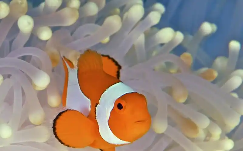 小丑鱼图片大全小丑鱼图片壁纸