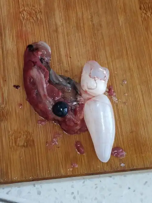 鱼胆,鱼肠,鱼肝,鱼鳔