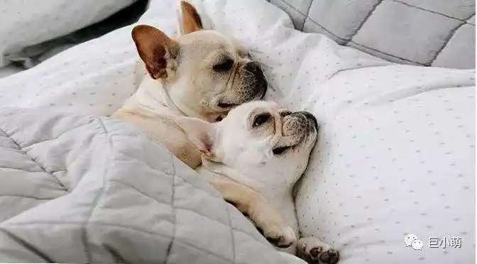 睡只狗比睡个人还要纠结