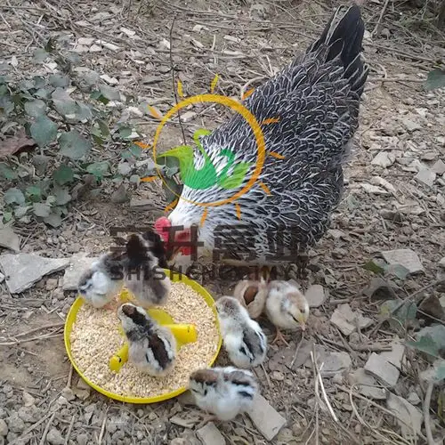 养殖顺义矮脚王鸡苗本地厂家矮脚王鸡苗厂家