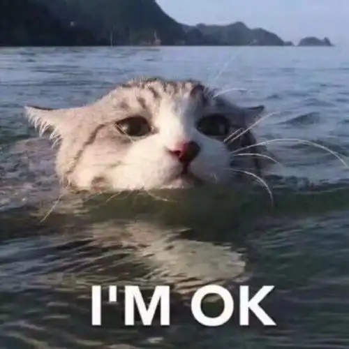 萌宠猫星人我很好fine呆萌可爱gif动图_动态图_表情包下载_soogif