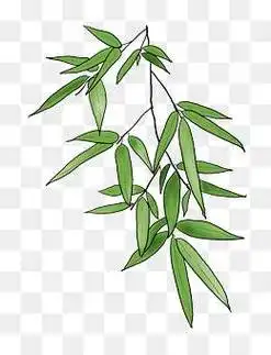 竹叶简笔画 竹叶简笔画图片