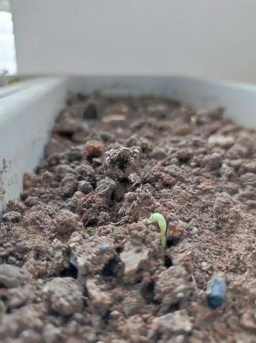 今天种了空心菜,记录一下~