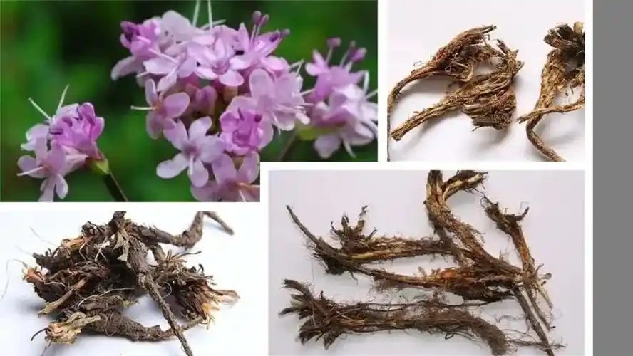 香精与香料104甘松