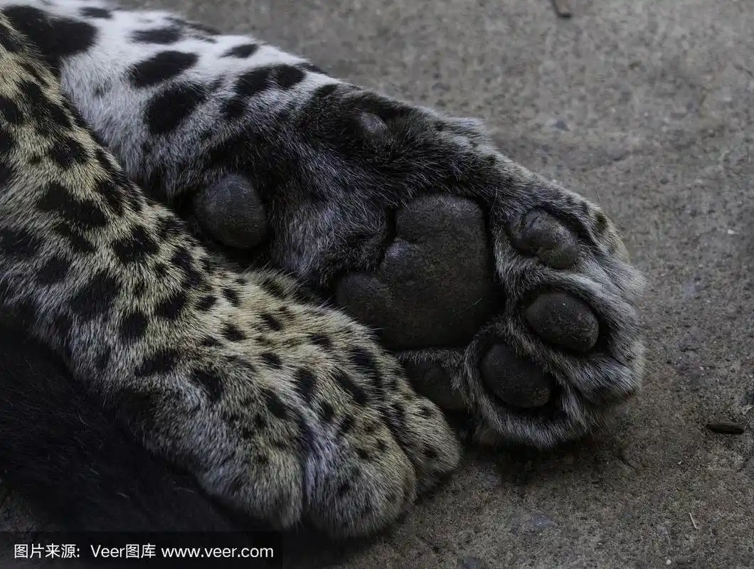 斑点豹的爪子近距离