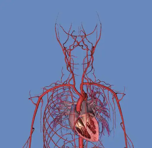 人体血管模拟 3d图 动画版(超清晰)
