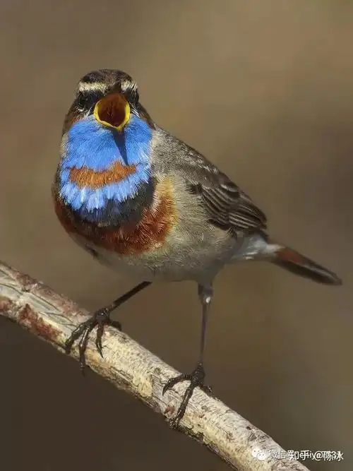 鸟中君子| 色艺双绝蓝靛颏