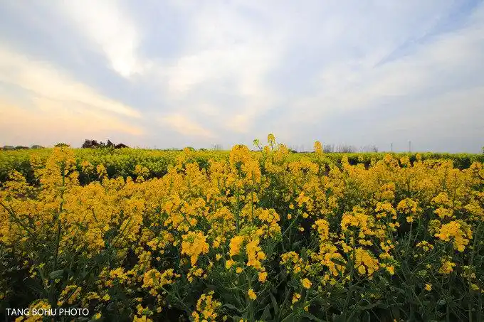 全球"四大花海"之一的千垛油菜花景区