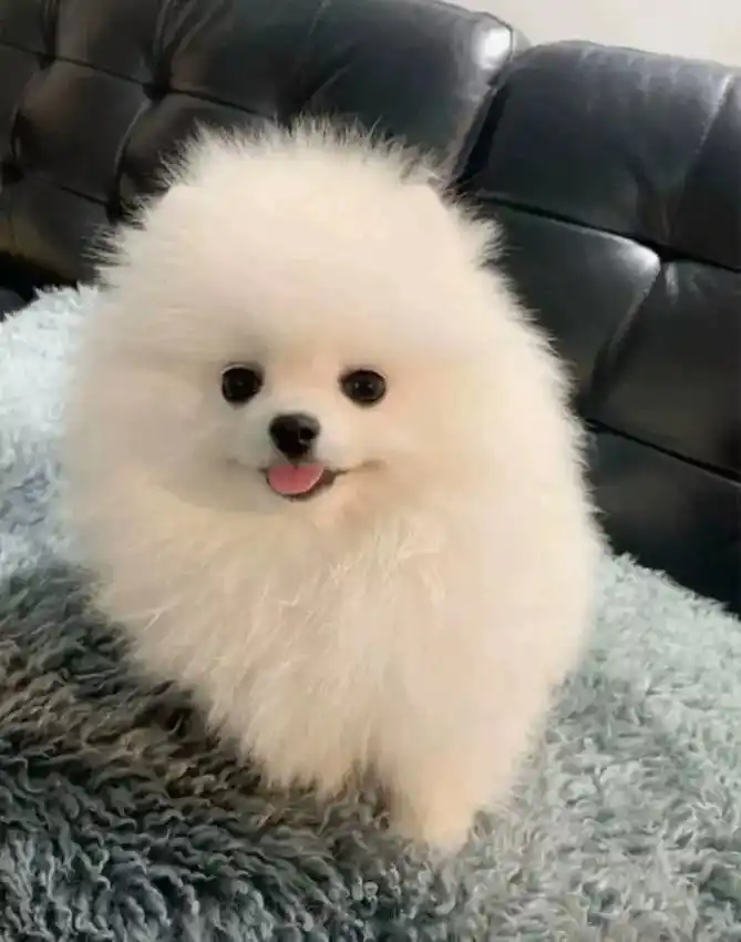 自家繁育纯种小体博美幼犬两个多月 - 抖音