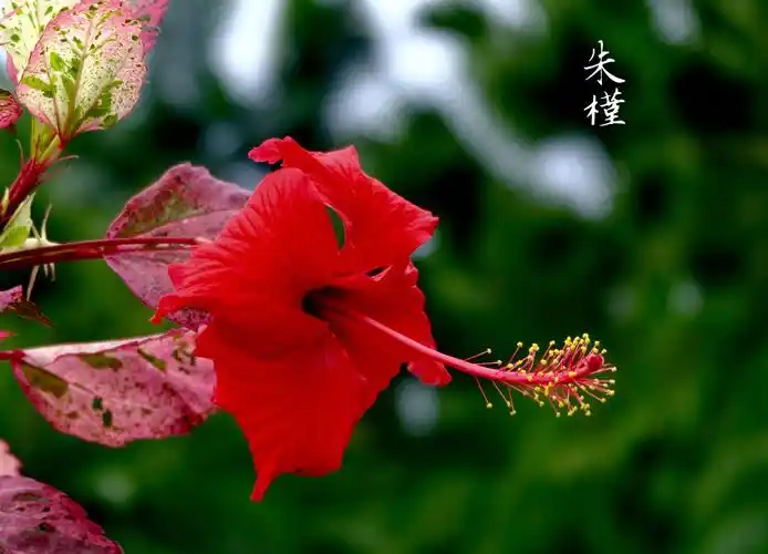 婀娜多姿的朱槿花