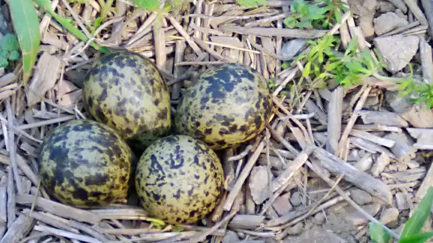 野鸟蛋,听说是属于在水上飞的那种