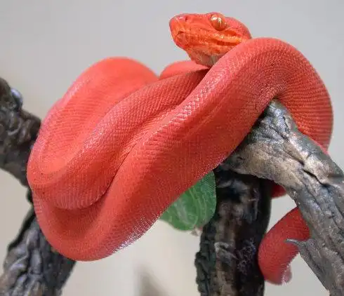 全球蛇文化延续千年蛇崇拜