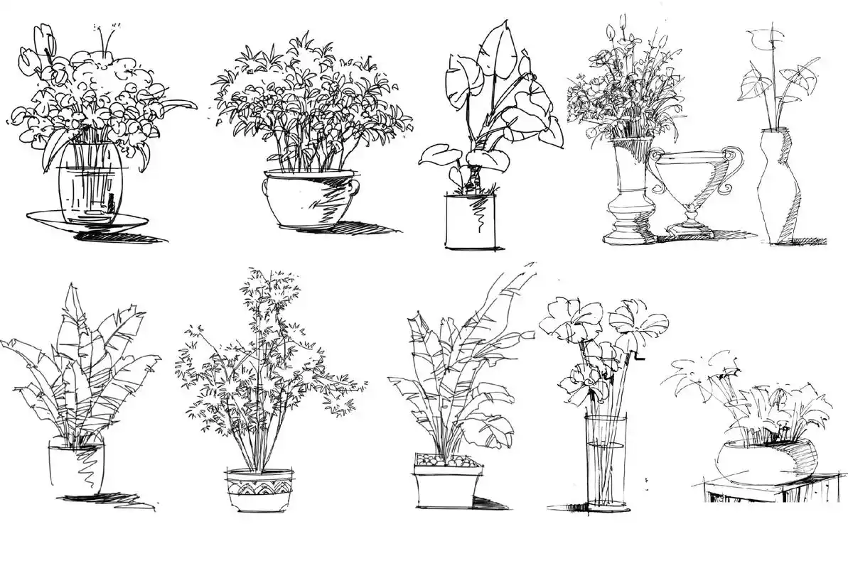 景观考研手绘盆景单体素材分享专注南京林业大学环艺考研