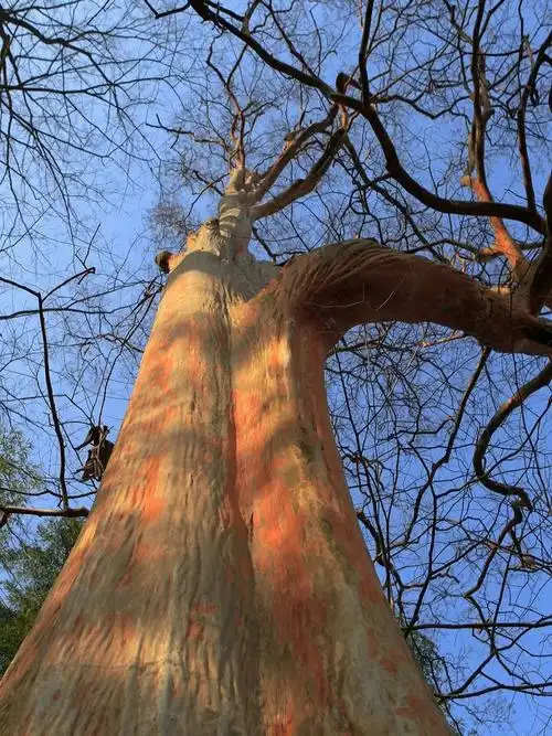 冬日里的紫薇树