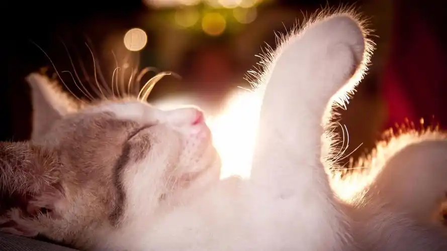 【1920x1080】睡觉中的招财猫壁纸 - 彼岸手机壁纸下载