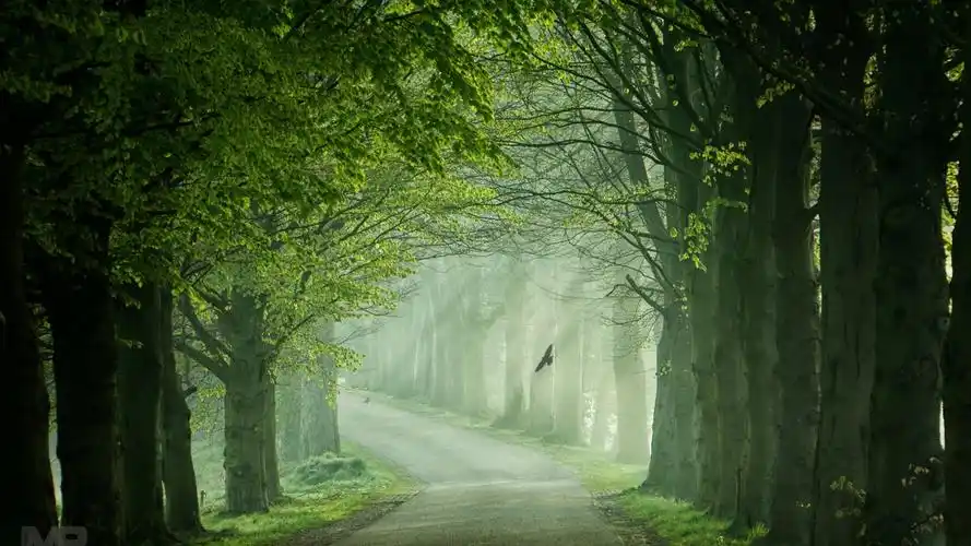 茂密的森林绿色清新护眼高清壁纸_风景壁纸_壁纸下载_美桌网