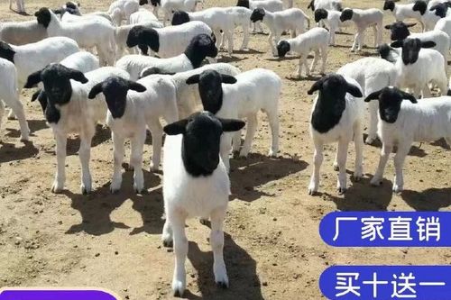 0/只 纯种黑头杜泊绵羊鲁西黑头羊