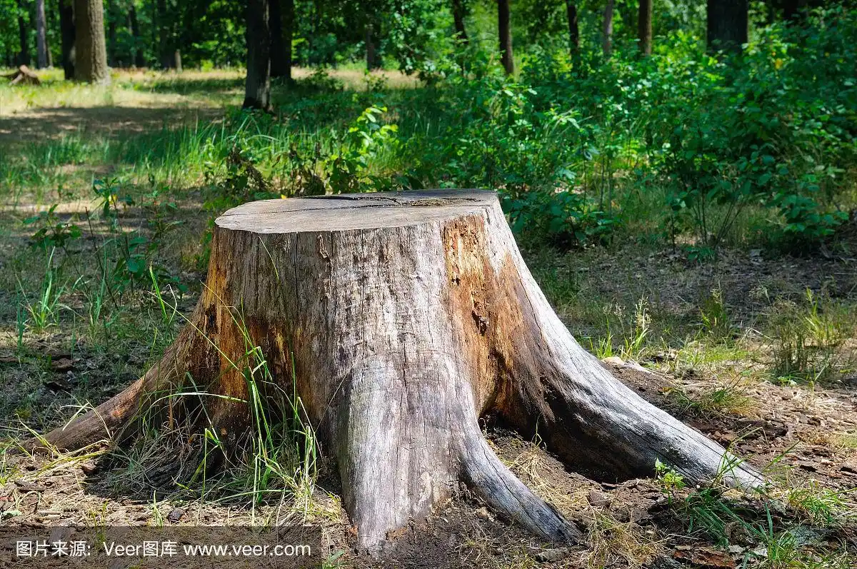 夏日公园里的老树桩.