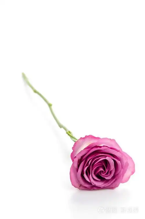 隔离白底粉红玫瑰