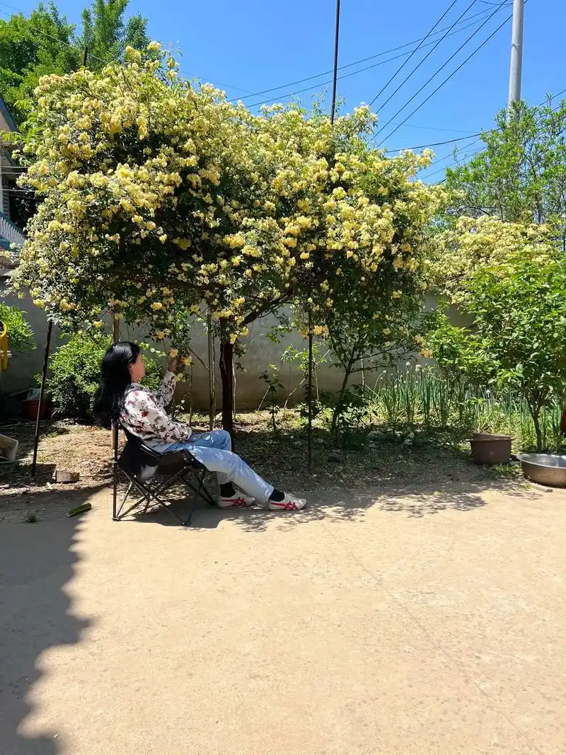 这样的木香树,院子里面来上一棵它不香吗? - 抖音